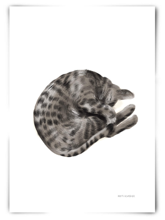 Sleeping Bengal Cat – art print